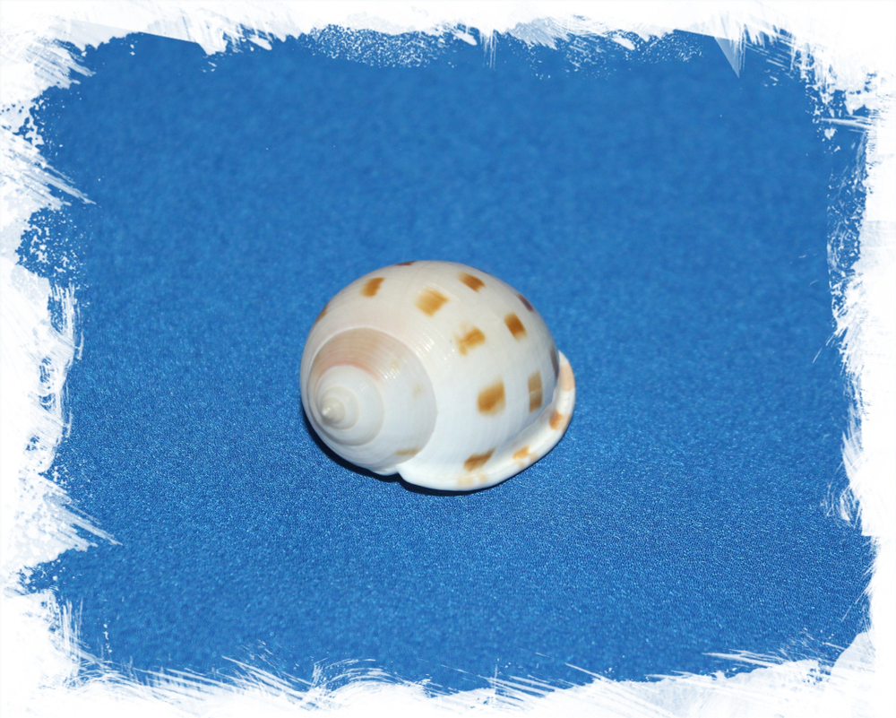 Кассис пила, 4-6см, 1шт