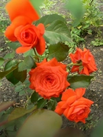 Роза плетистая Салита