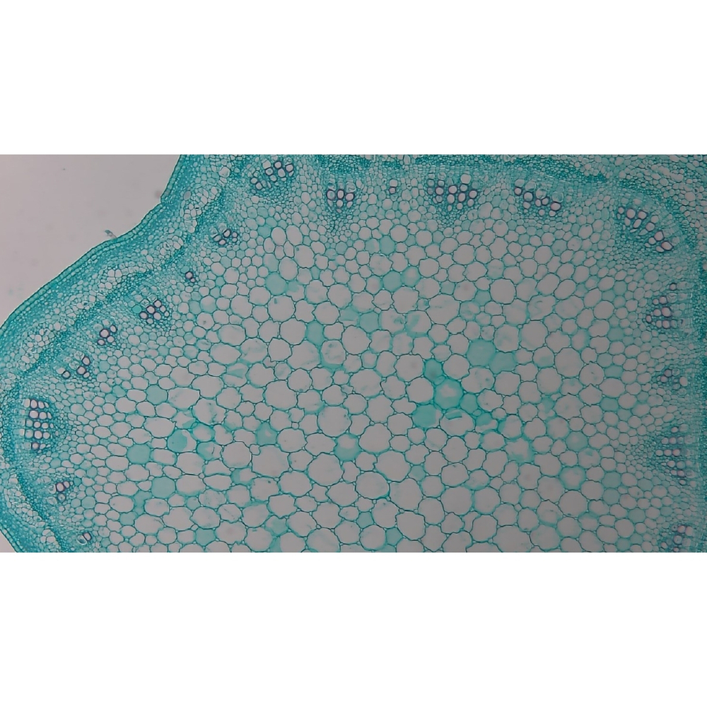 Видеоокуляр ToupCam XCAMLITE1080PA HDMI