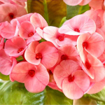 Эуфорбия Миля CHOR BUPHA