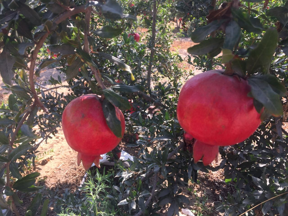 гранат из Египта