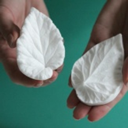 Вайнер лист Бегонии