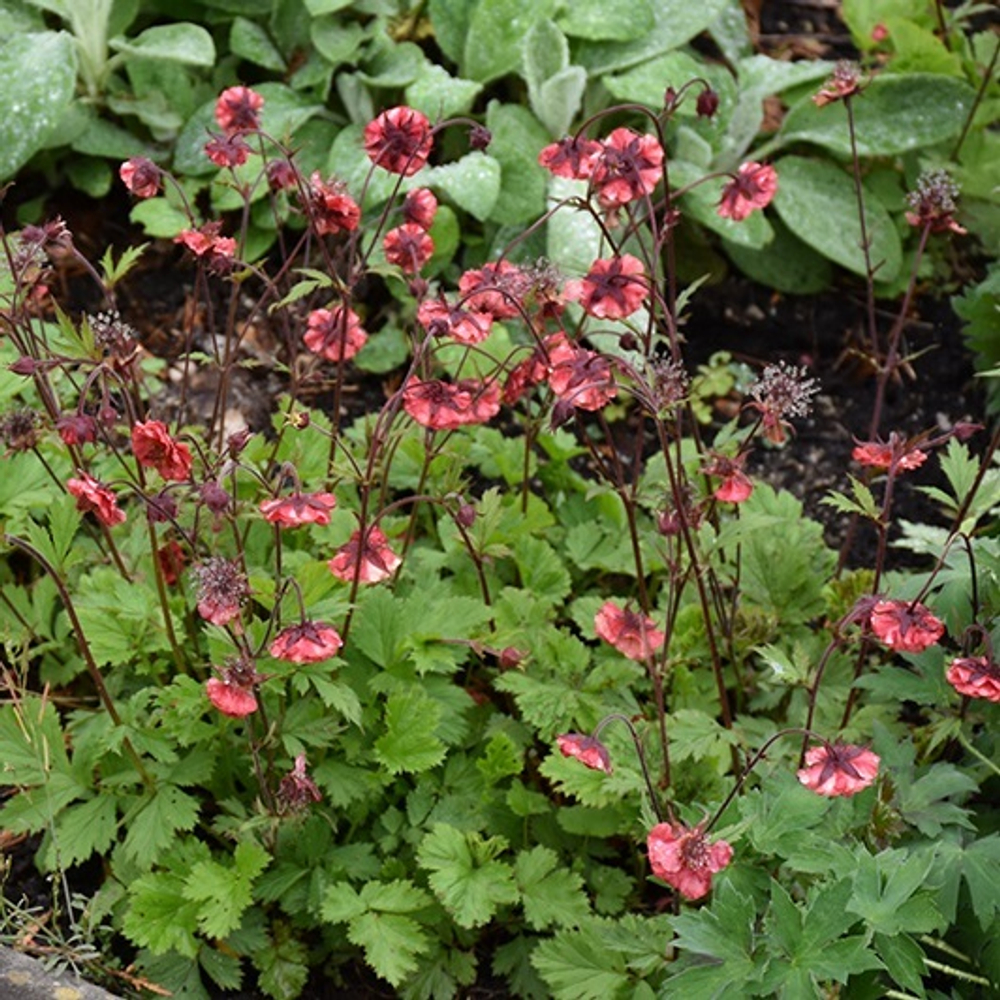 Гравилат гибридный "Flames of Passion". Geum "Flames of Passion".