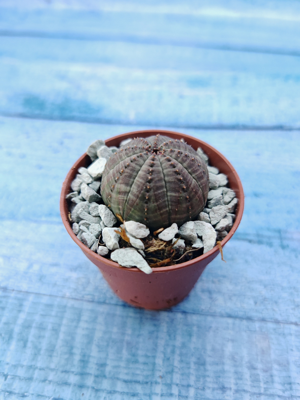 Суккулент Euphorbia Obesa (Эуфорбия)