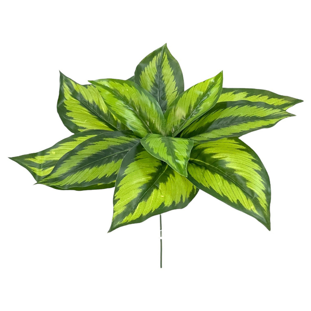 Калатея бьюти стар куст мини 23 см