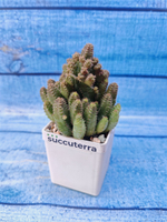 Euphorbia hybrid (Эуфорбия)
