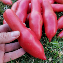 Помидоры Баба Яга - Baba Yaga Tomato