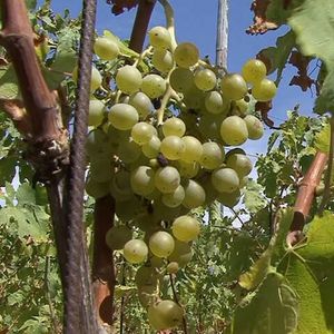 Инзолия или Ансоника (Ansonica) - белый сорт винограда