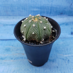Astrophytum Asterias (Астрофитум)
