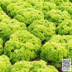 Ротор семена салата лолло блонда (Bejo / Бейо)