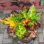 Кротон SEXY QUEEN