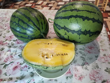 ШАМПАНЬ F1 семена арбуза (Takii | Alexagro)