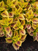 Колеус Gays Delight