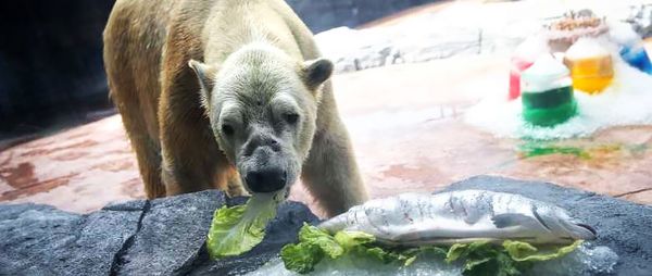 В Сингапуре медведю-долгожителю на День рождения накрыли стол В Сингапуре медведю-долгожителю на День рождения накрыли стол