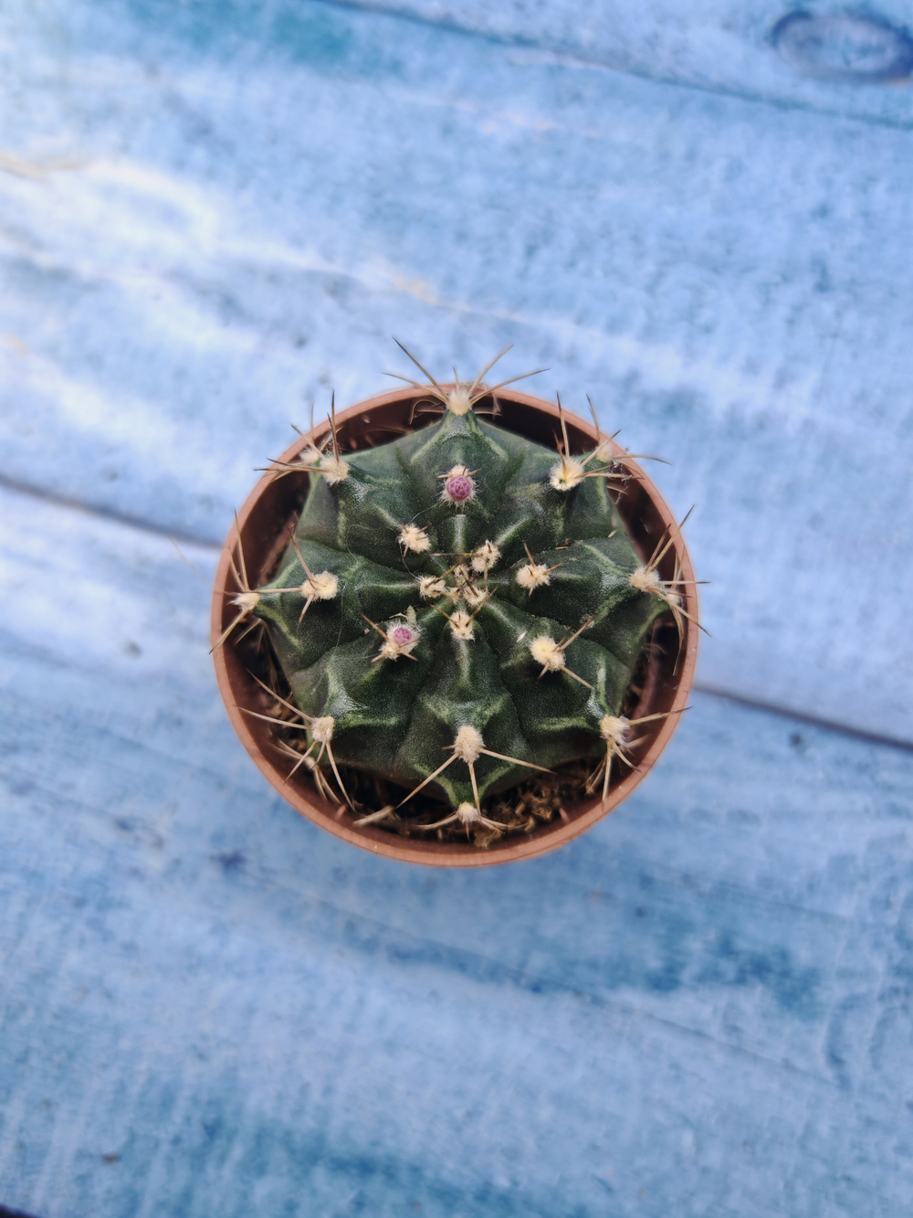 Gymnocalycium Friedrichii (Гимнокалициум)