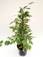 Фикус Бенджамин Микс
