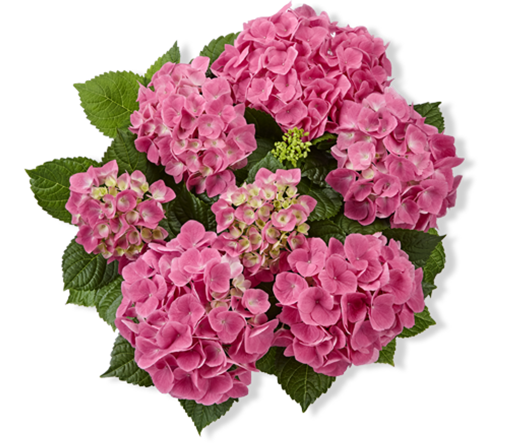 «Сарена пинк» («SARENA PINK») С5