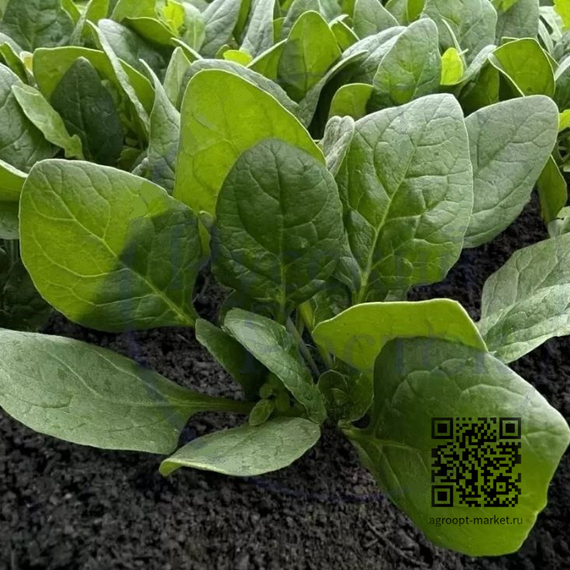 Атос_F1_семена_шпината_Sakata_купить – фото 1