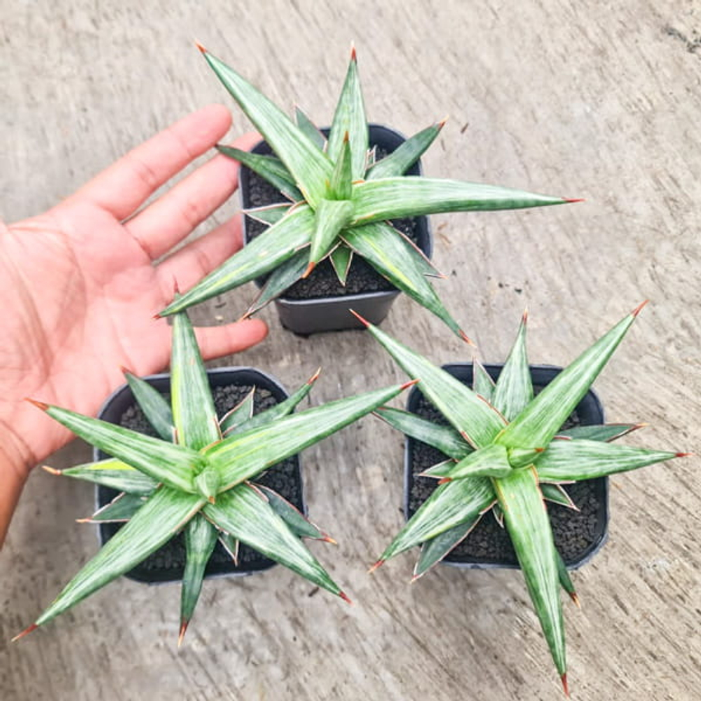 Сансевиерия ALL NIGHT STAR TRICOLOR