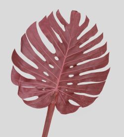 TR 606L Монстера