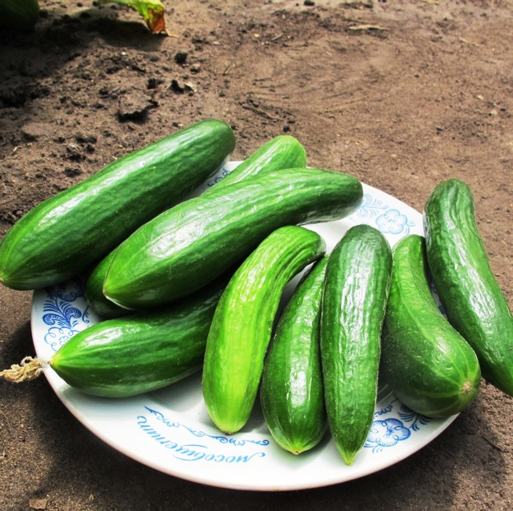 Огурцы Бакинские