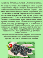 Ежевика Понка бесшипная