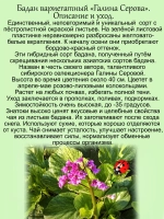 Бадан Галина Серова вариегатный пёстролистный