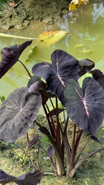 Колоказии и вариегатные бананы