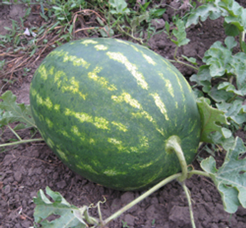 Арбуз Амфион F1