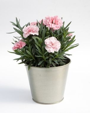 1615 Гвоздика OSCAR PINK