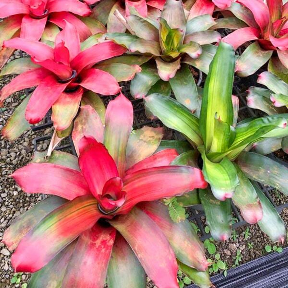 Неорегелия MAGALI VAR