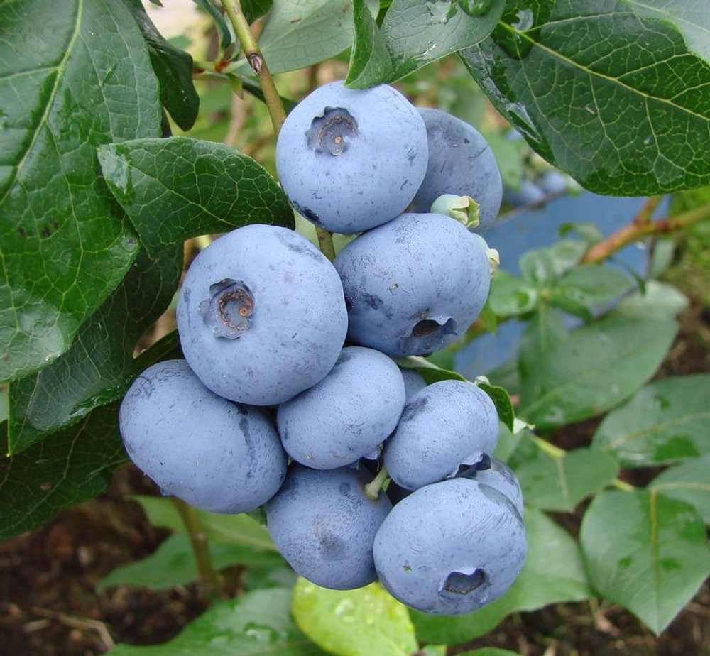 Голубика высокая Бонус