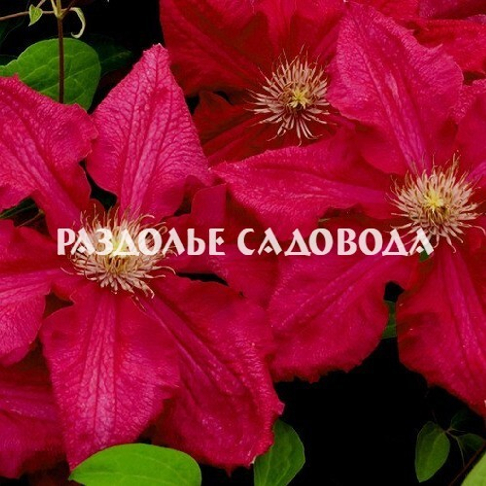 Клематис крупноцветковый Эрнест Маркхам