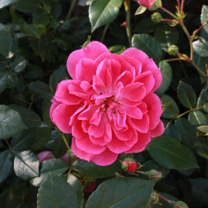 Роза флорибунда Пинк Свани (горшок 4л)