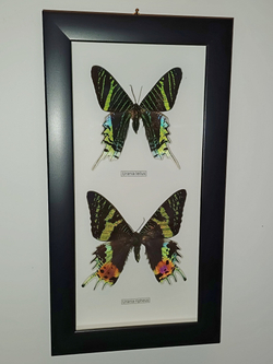 Бабочки Urania ripheus, Urania leilus