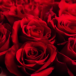 Роза «Explorer» в боксе