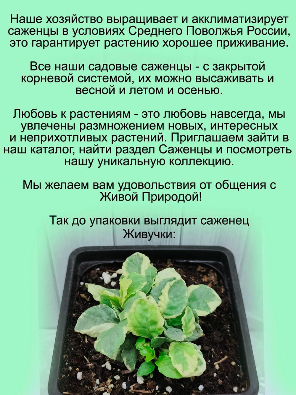 Живучка ползучая Вариегата аюга