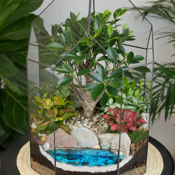 Готовый флорариум бонсай Фикус Бонсариум XL с озером