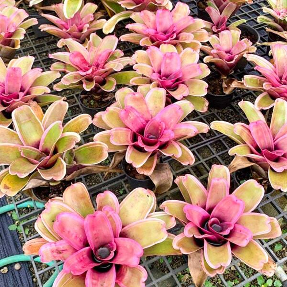 Неорегелия LUCKY CHARM