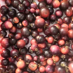 Помидоры Черные фермерские БИО / 500 гр