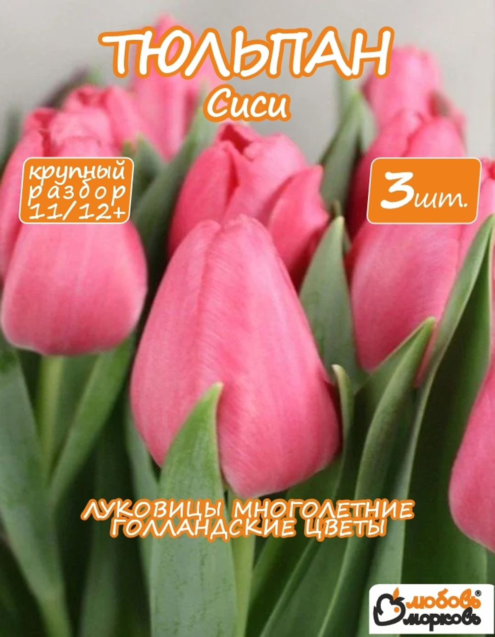 Тюльпан луковичные цветы, Sisi 3 шт, разбор 12+