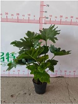 Филодендрон Hope д.12