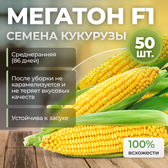 МЕГАТОН F1 семена кукурузы (Clause | Alexagro)