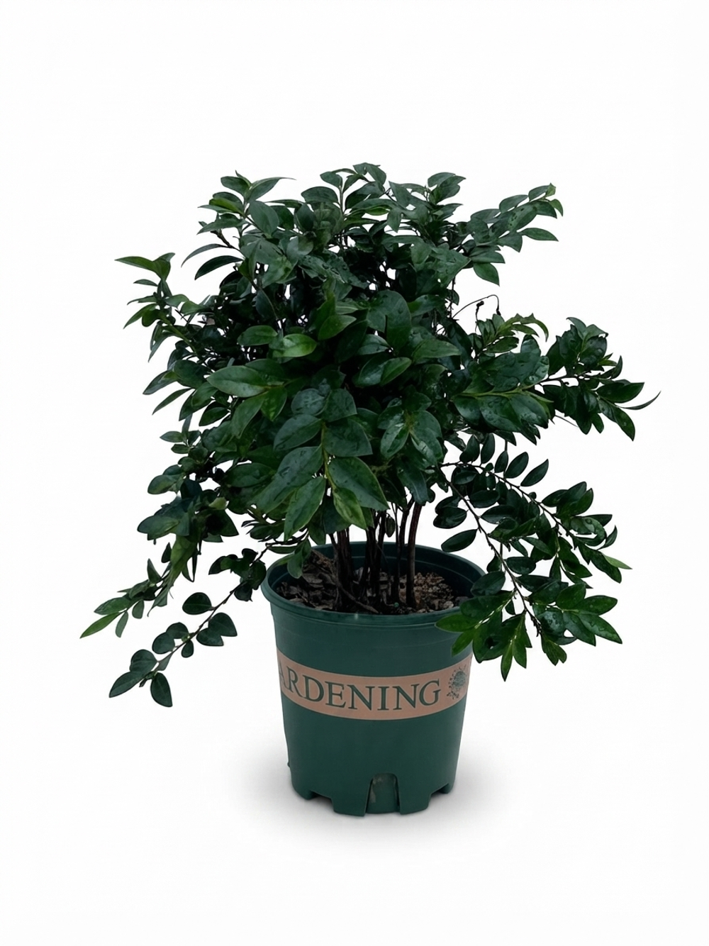 Птерокарпус sandalwood little forest д12 в30 ш25 г500