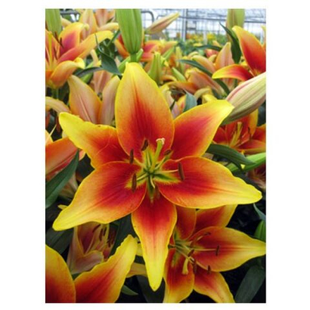 Лилия Авалон Сансет (5 шт) Волжский Сад