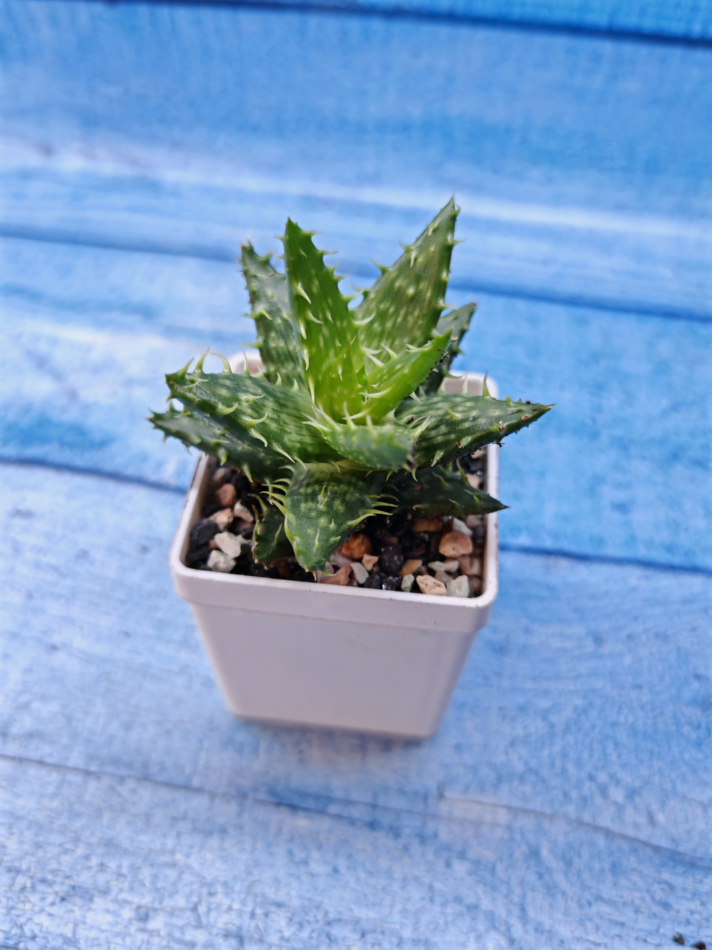 Aloe Juvenna (Алоэ)