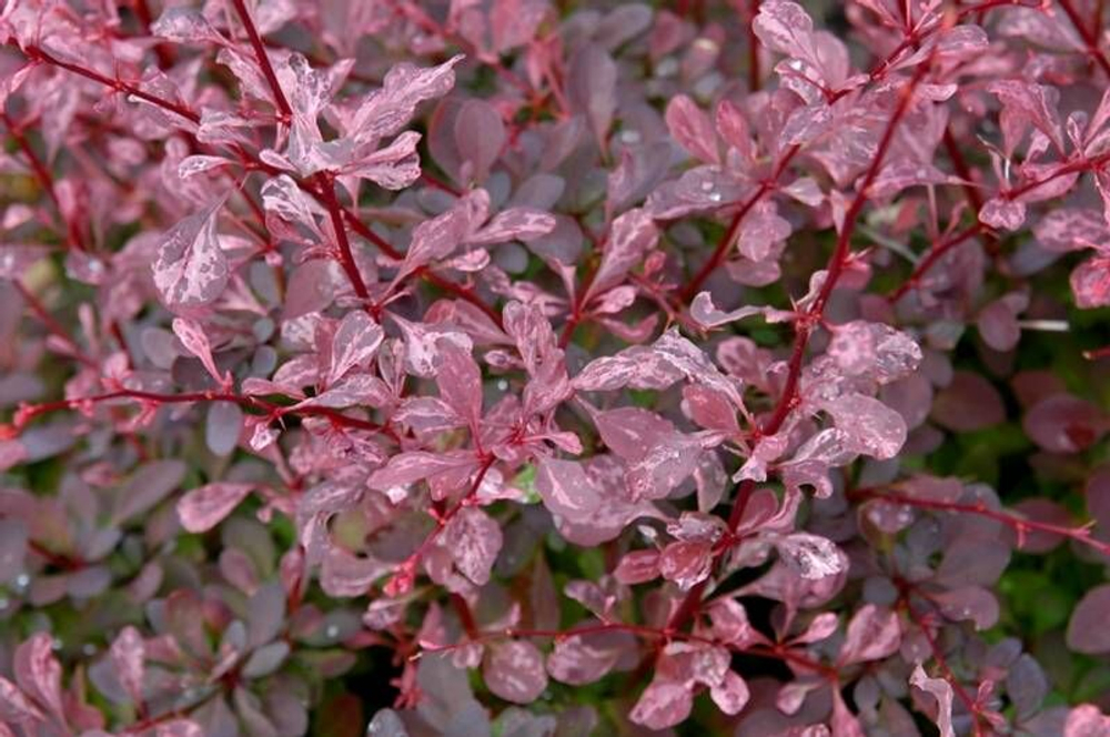 Барбарис Тунберга Роуз Глоу С3 Закупка М60 июнь 2026