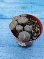Lithops sp. (Литопсы)