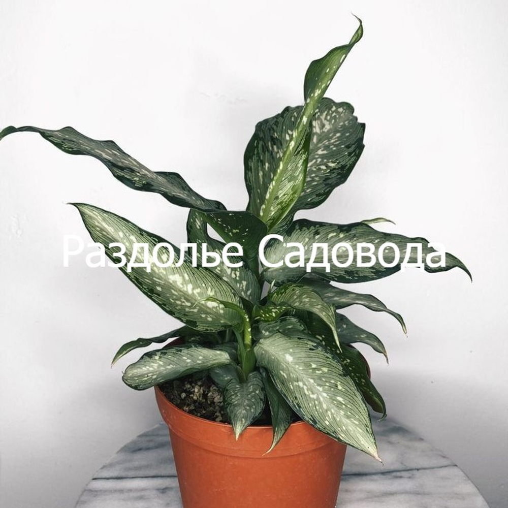 Диффенбахия Тики