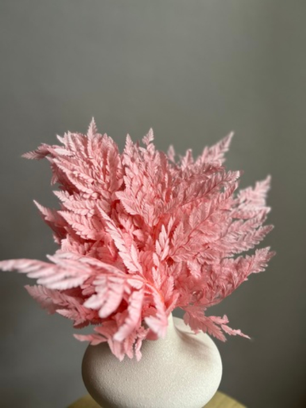 Папоротник розовый